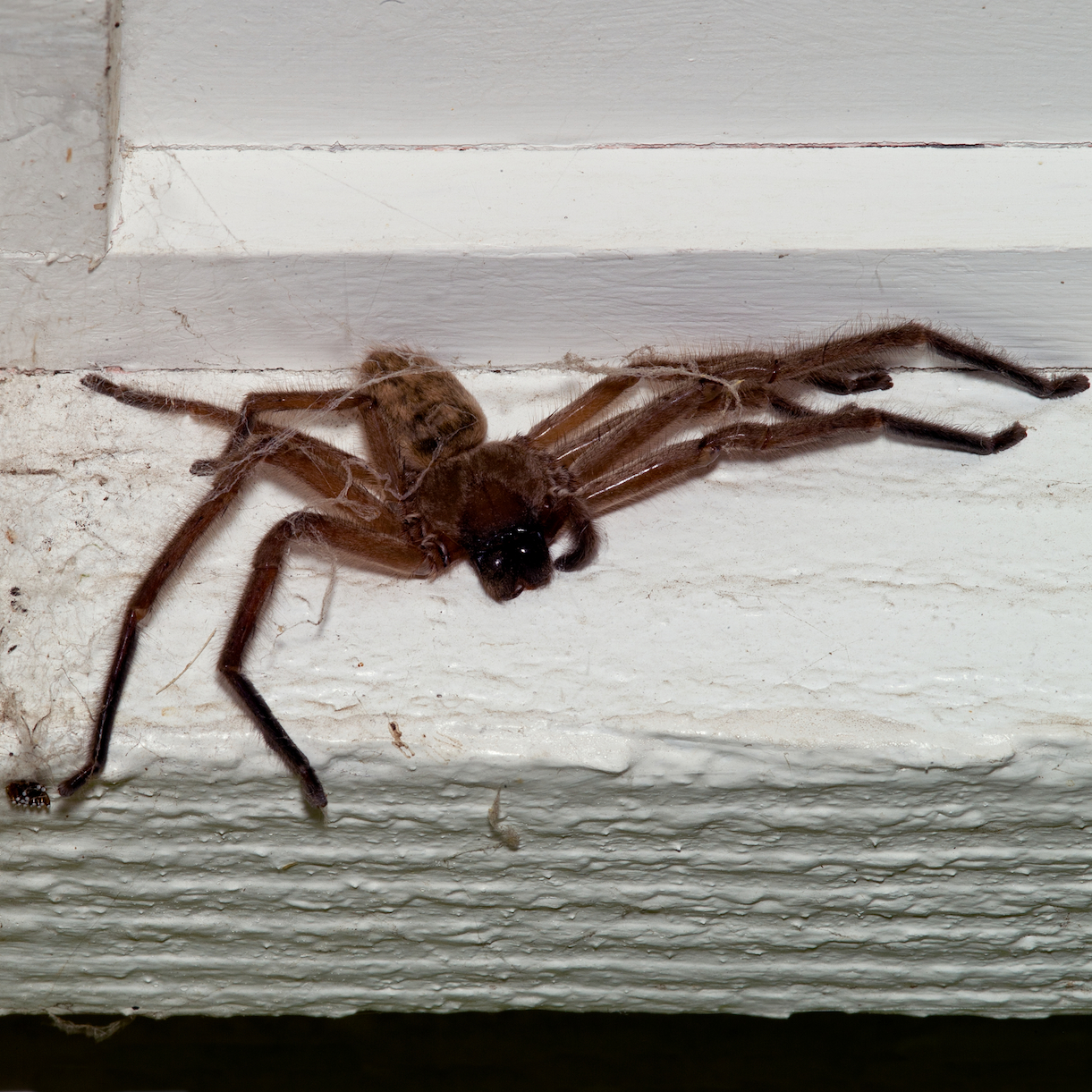 Tasmanian_female Huntsman Spider