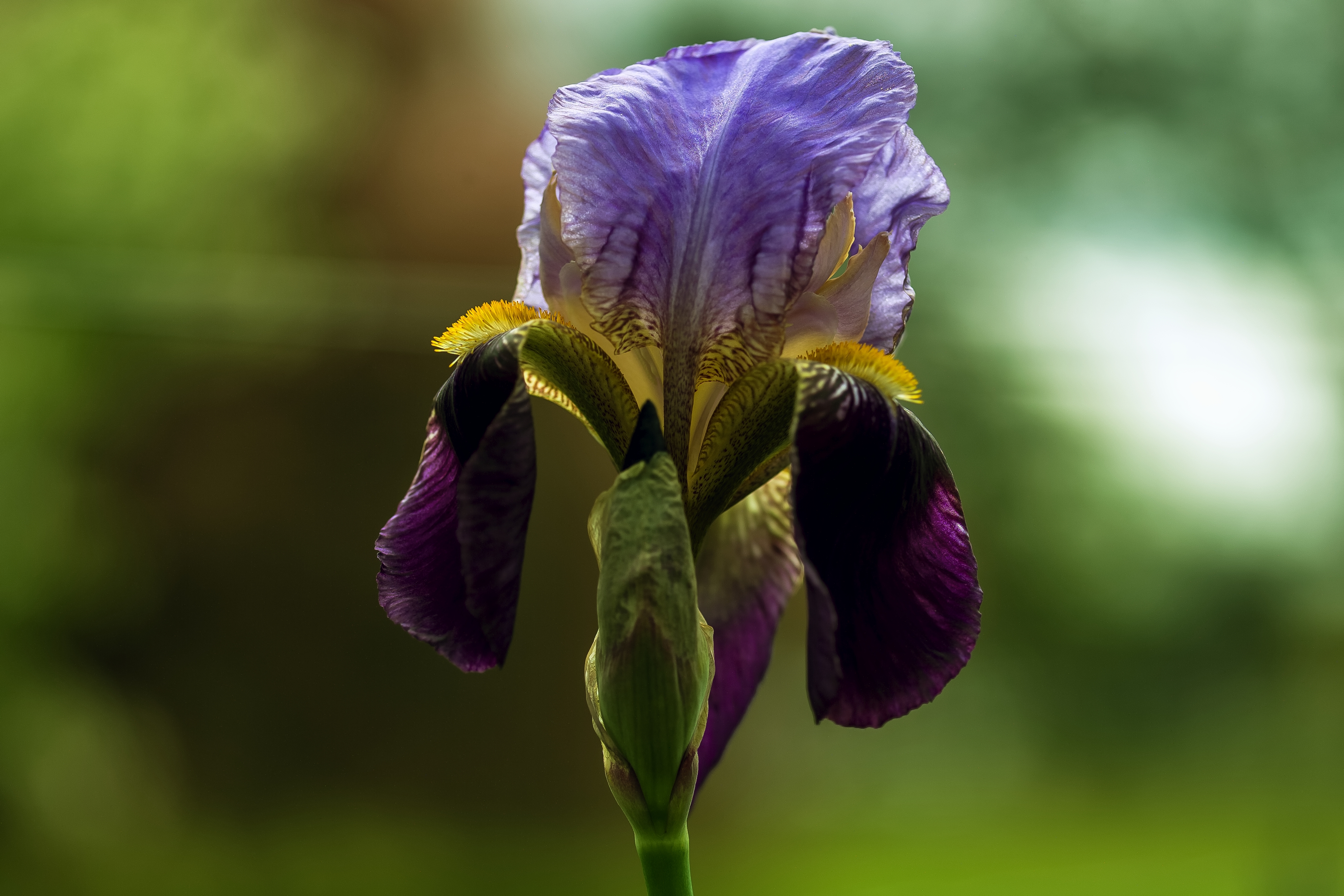 A6559422-Iris_Flower