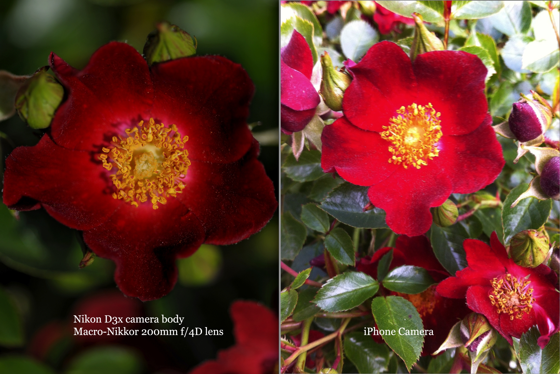 Comparison Photo Nikon D3x vs iPhone Camera