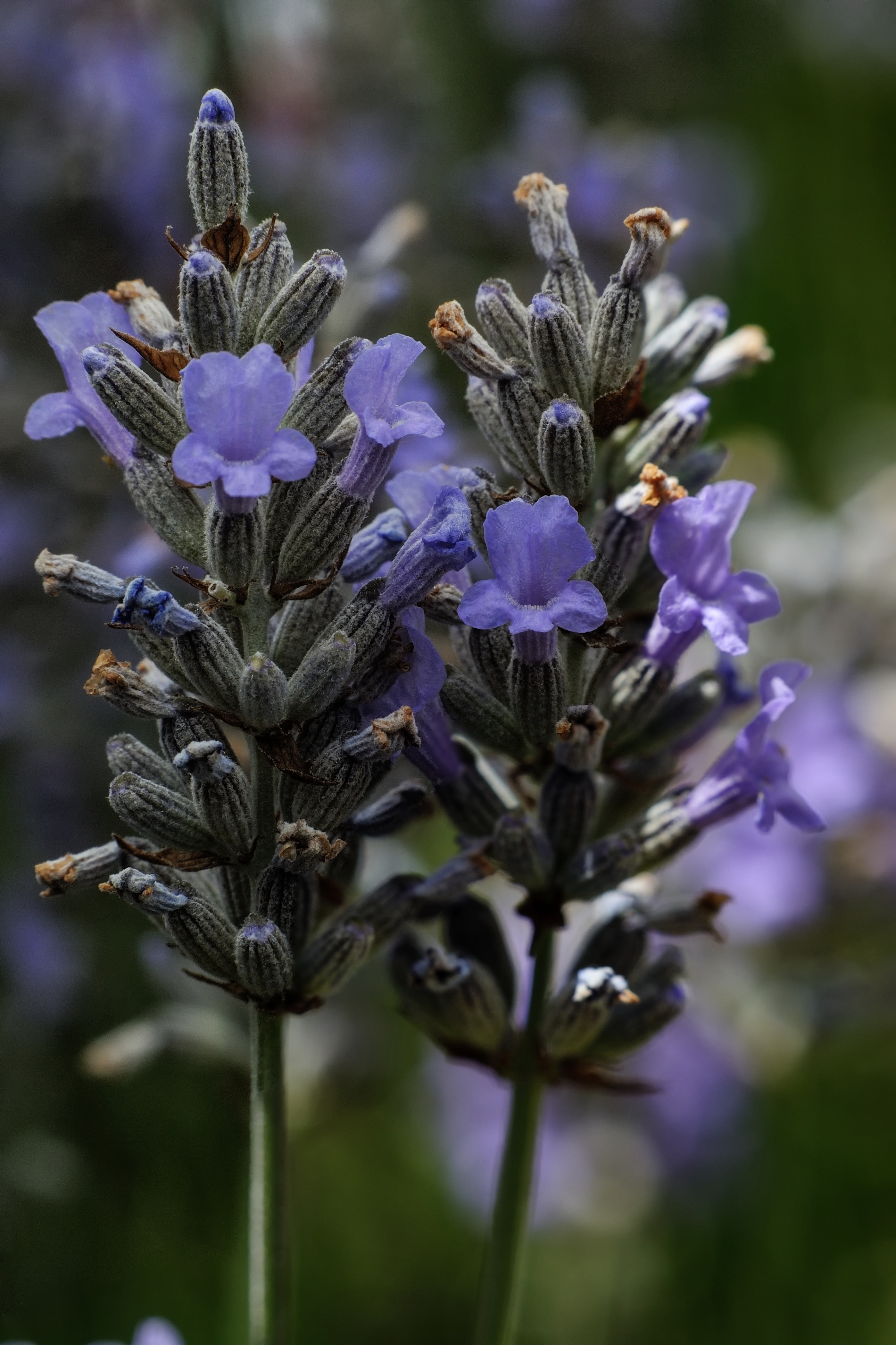 Lavender Flowers - Tasmania