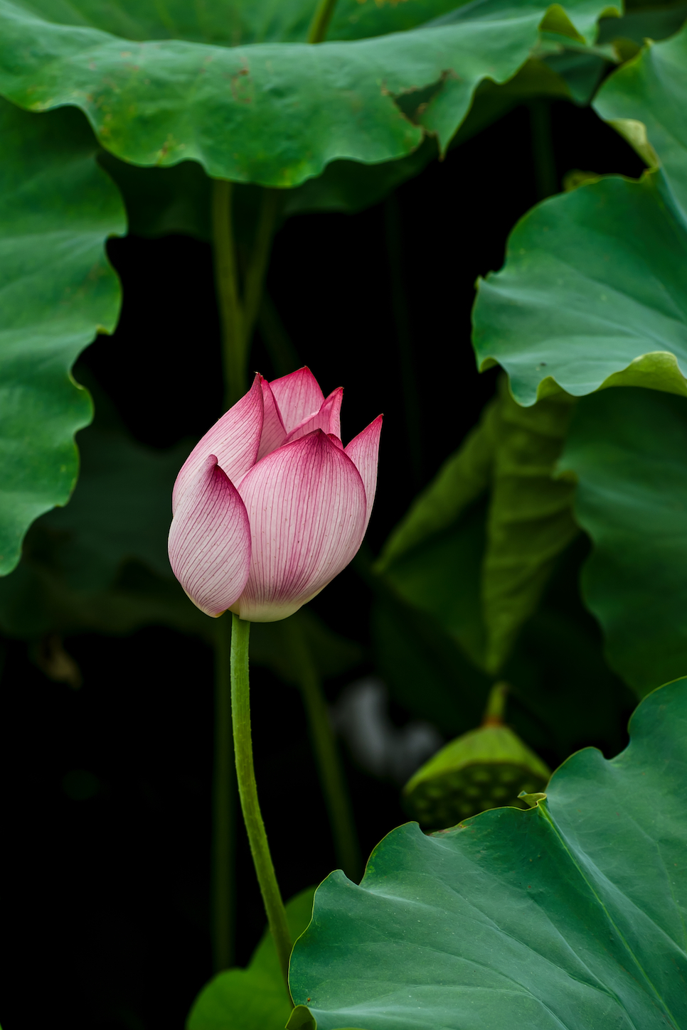 _RLC5609_Water Lily