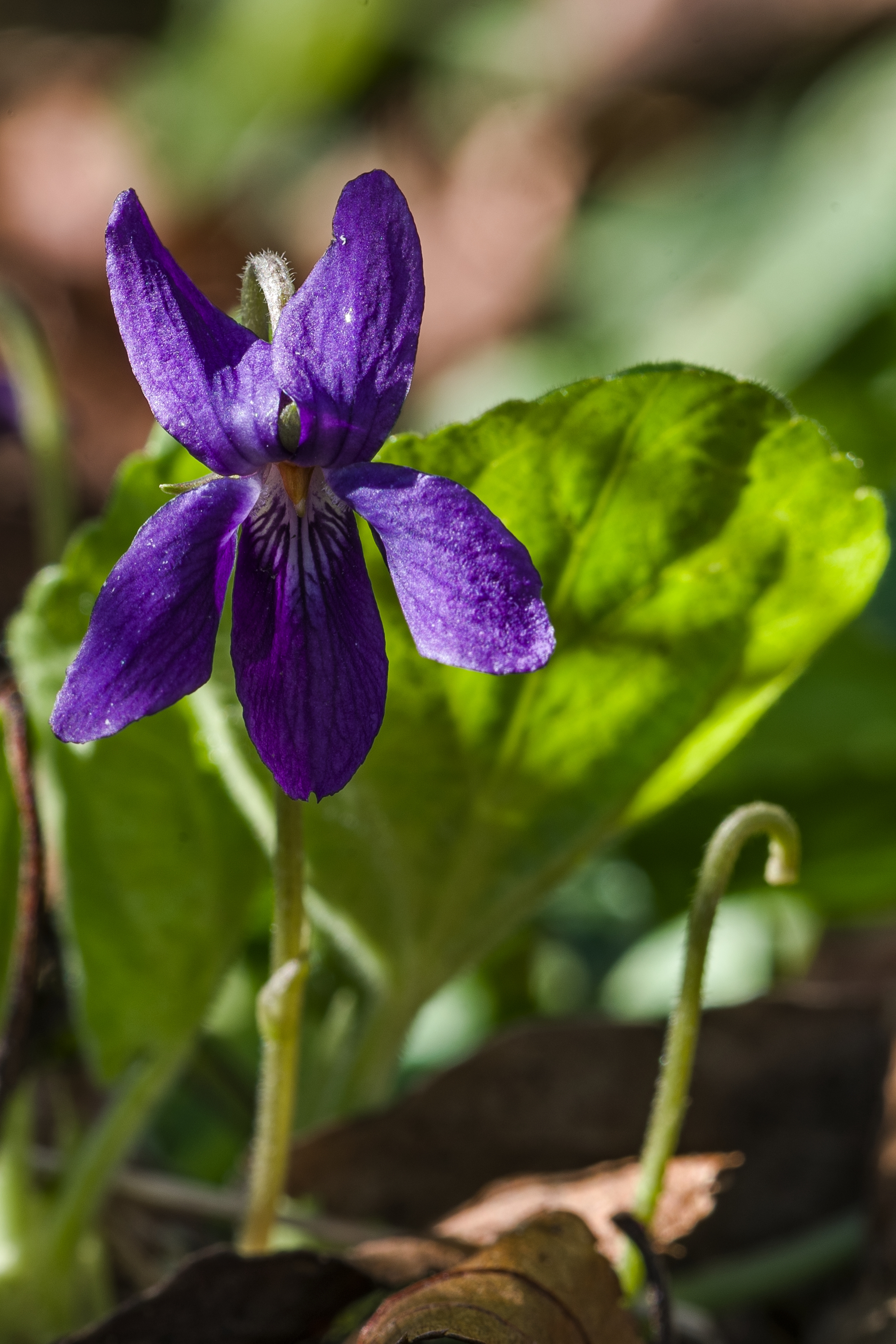 small purple viola flower