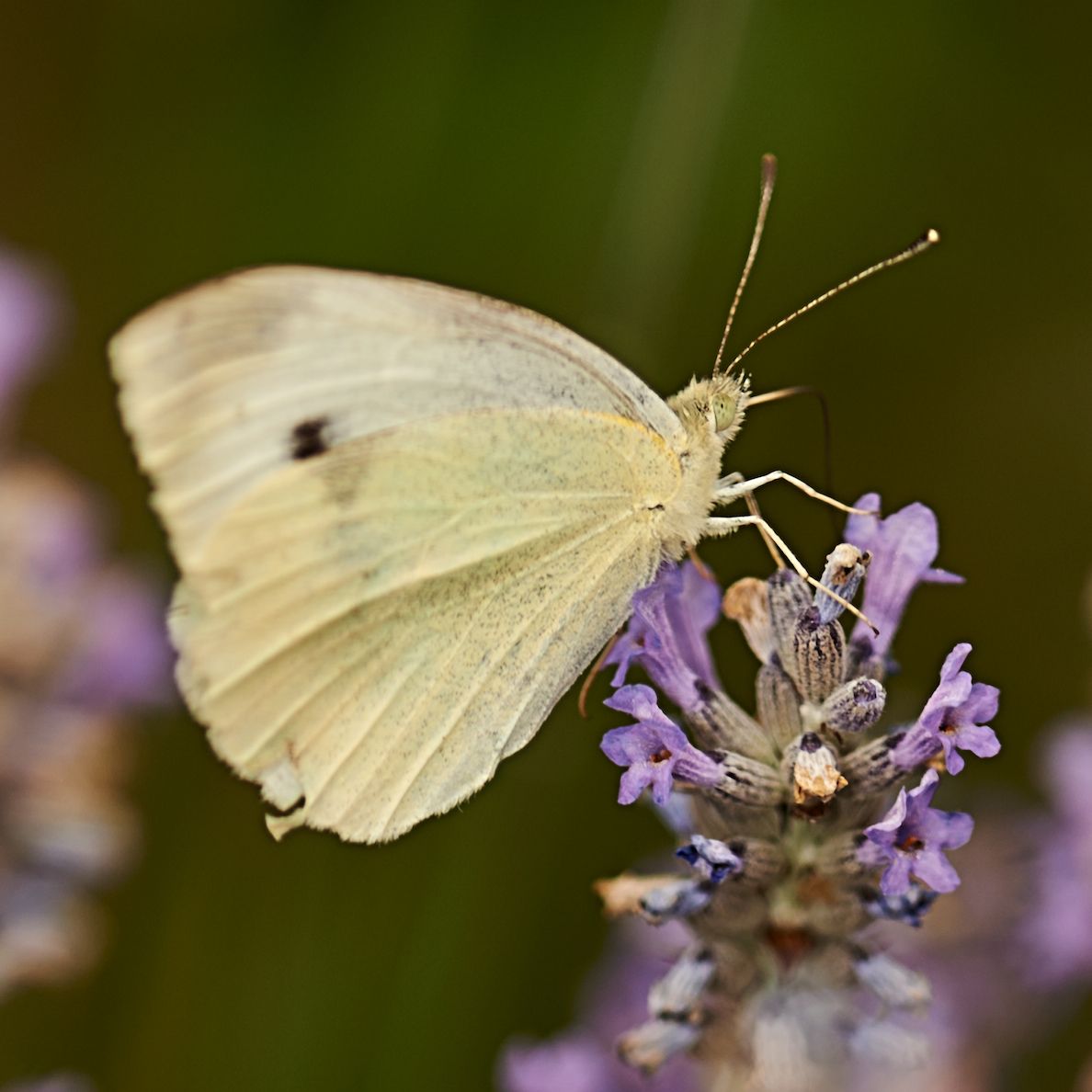 Nectar of Lavender