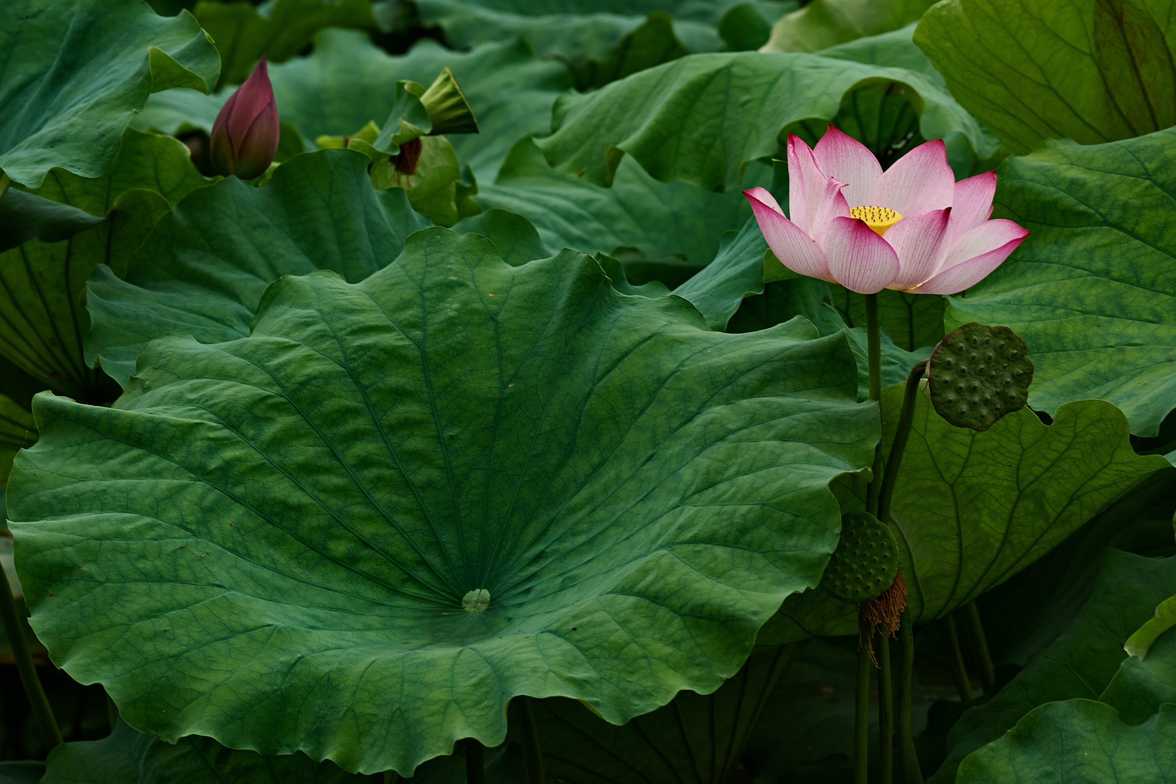 Lotus flower in Beijing