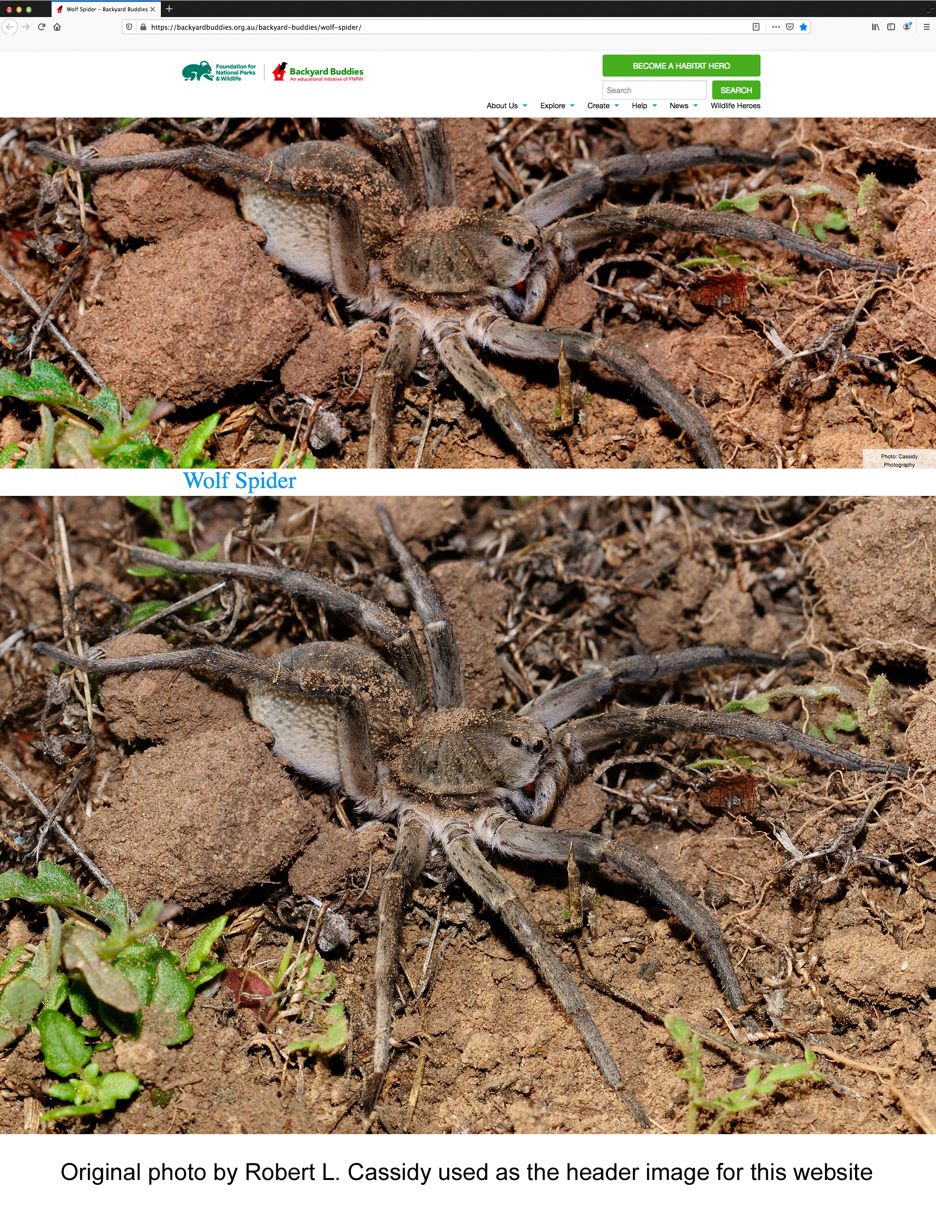 Wolf Spider