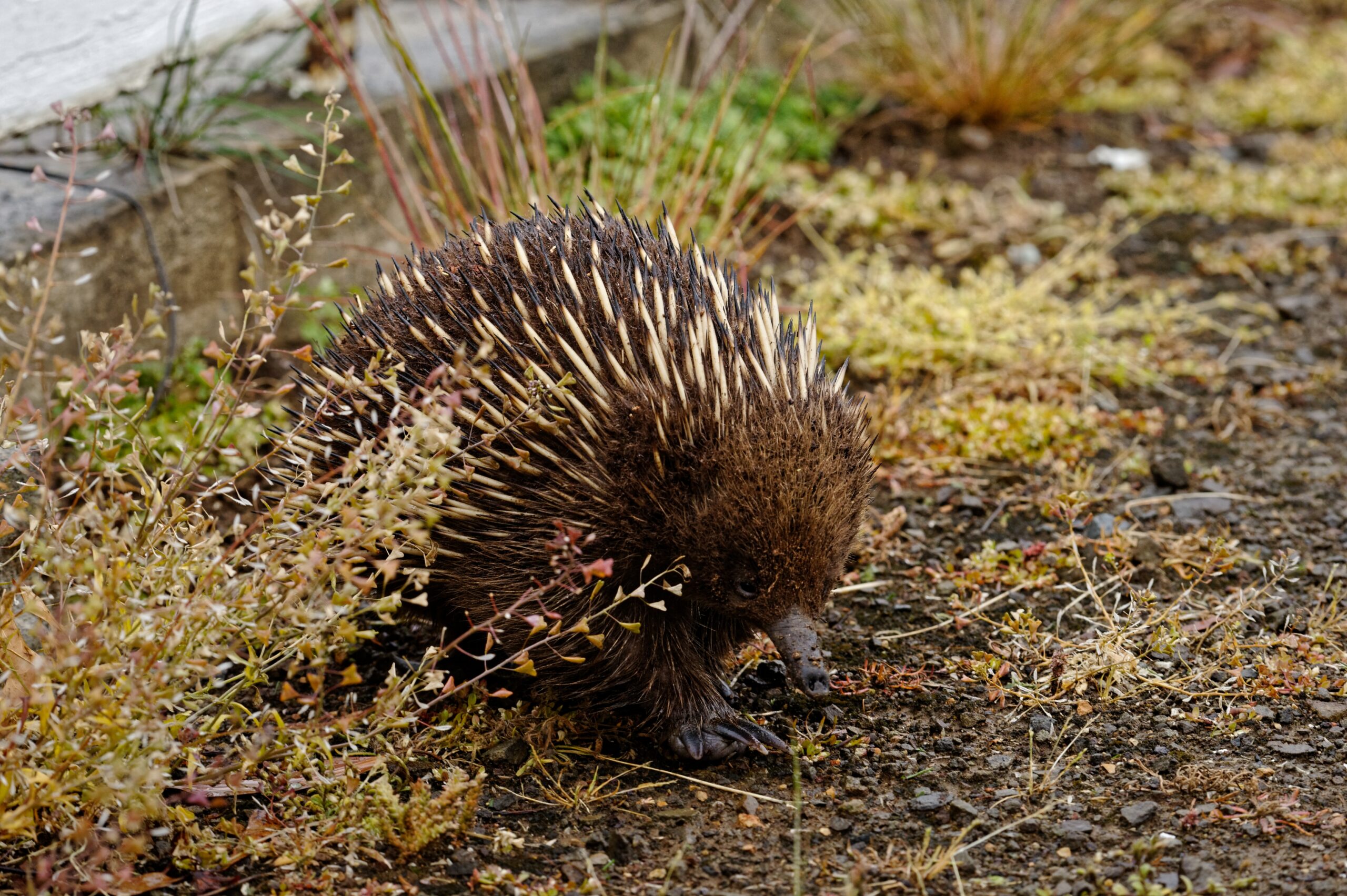 Echidna