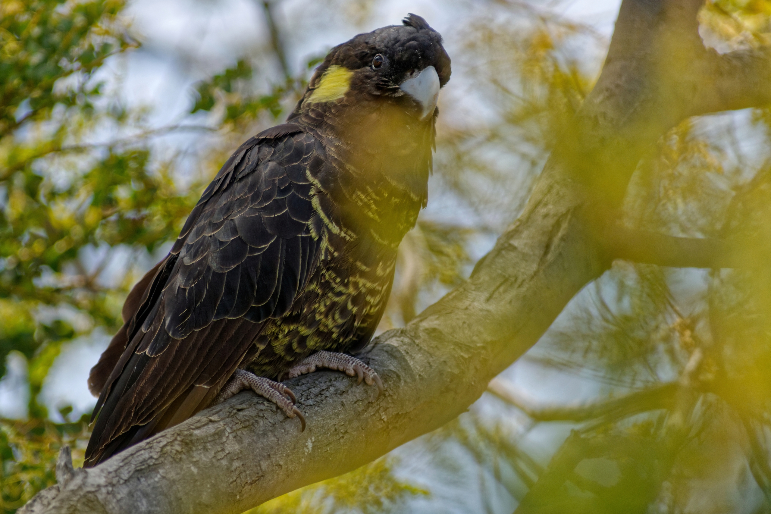 Yellow-tailed Black Cockatoo