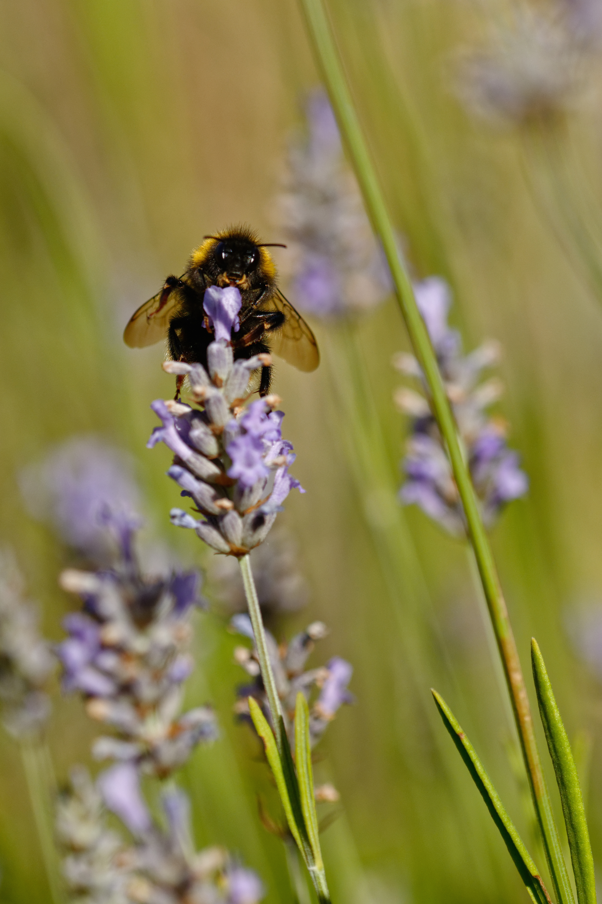 Bee and Lavender