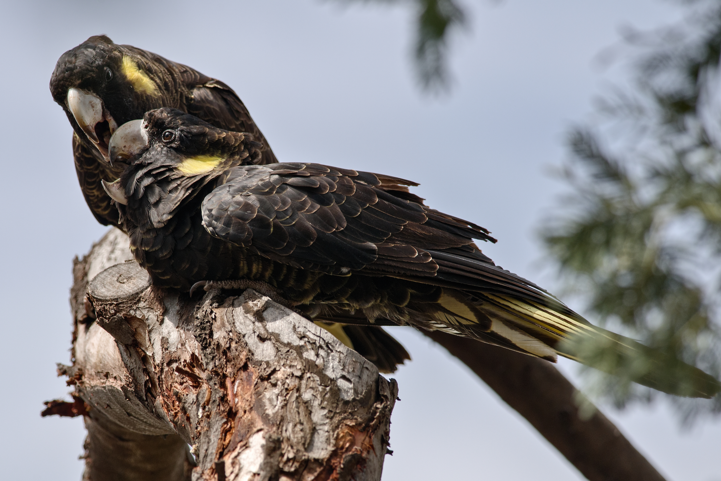 Yellow-tailed Black Cockatoo pair
