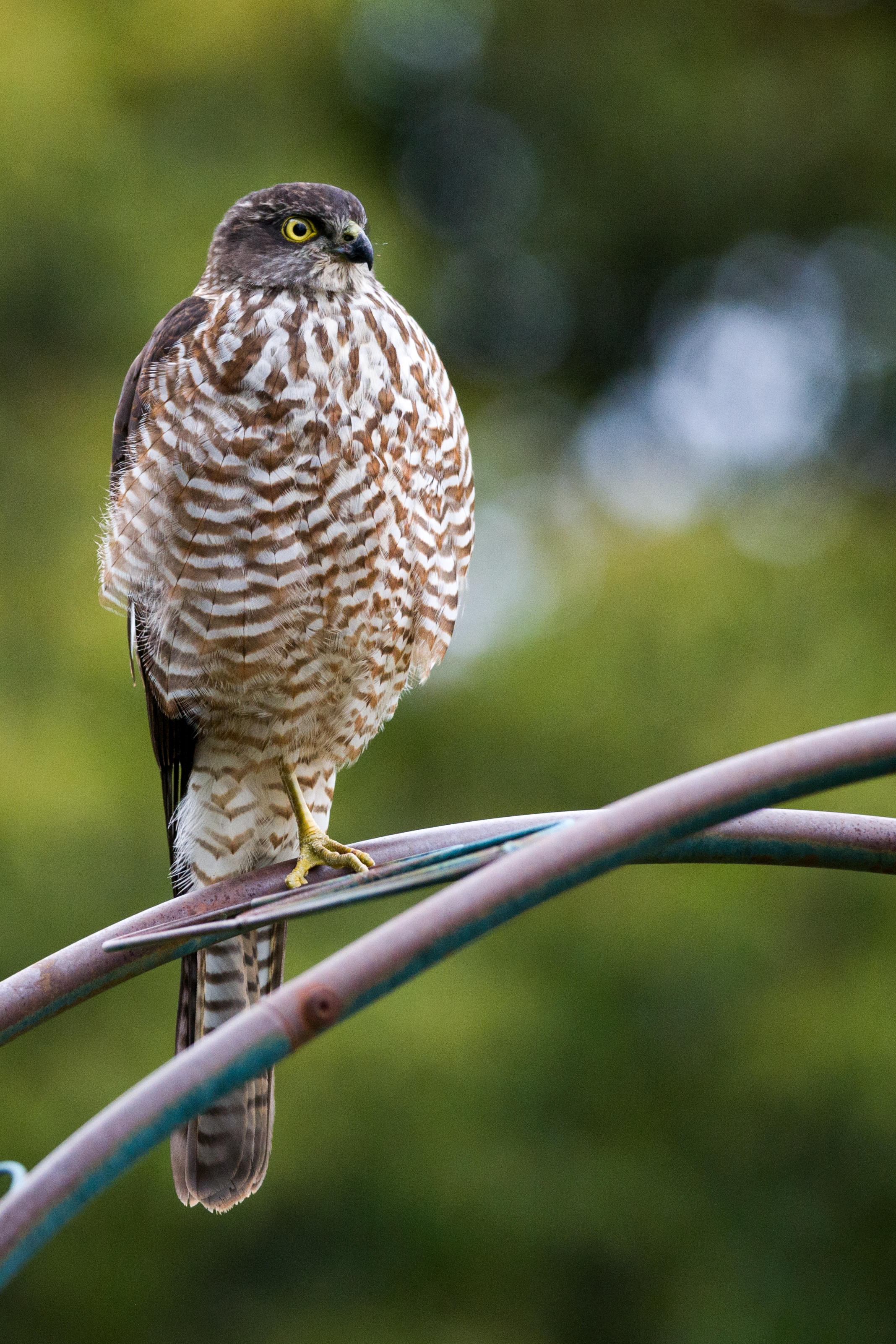 Peregrine Falcon