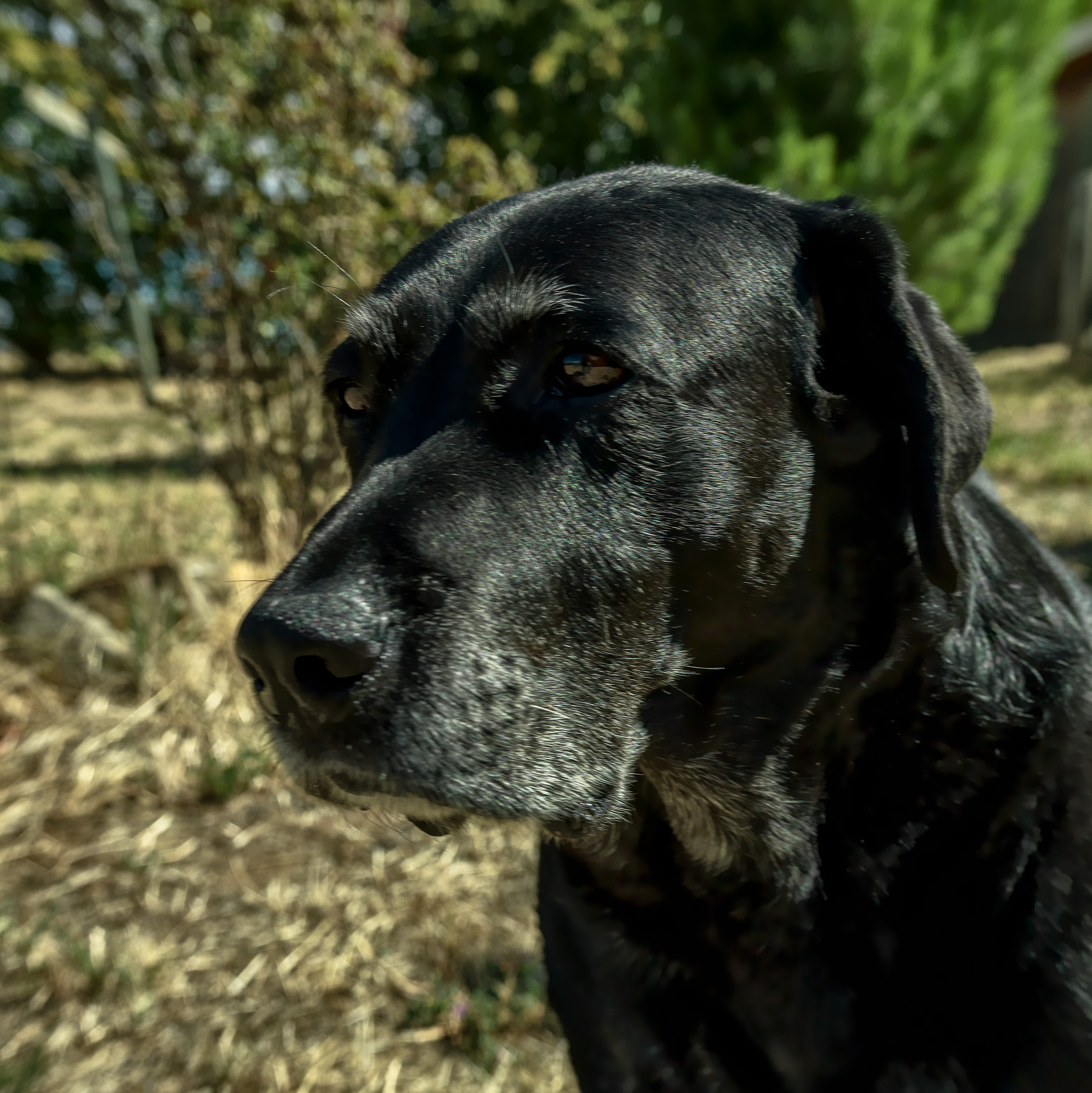 Rocco, black Labrador, 9 years and 8 months old