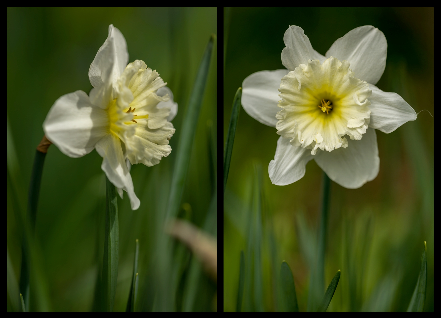 Daffodil